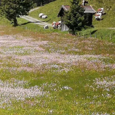 Haus Jessica Incl National Park Sommercard Apartmán Mittersill